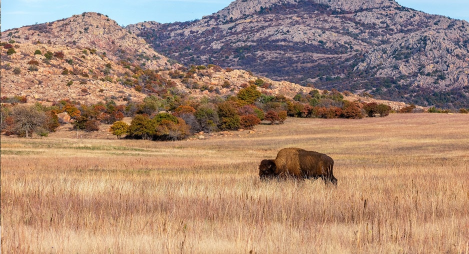 Wild bison in Wichita Mountain Range