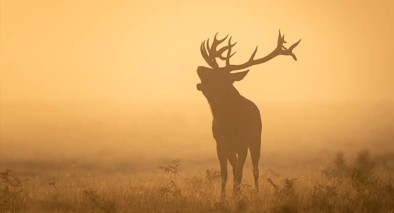 Silhouette of a deer in sunset